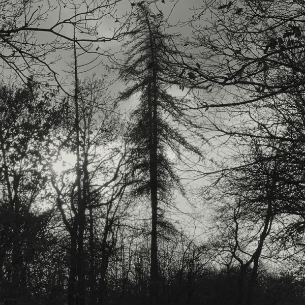 CURSE ALL KINGS - Feral Earth